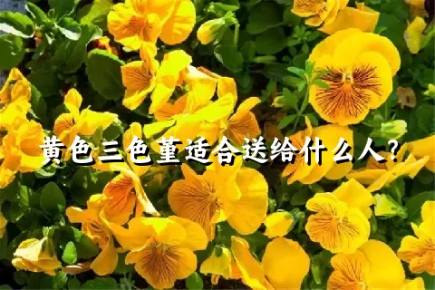 黄色三色堇适合送给什么人？