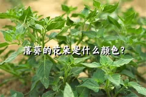 落葵的花朵是什么颜色？