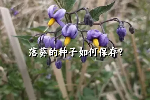 落葵的种子如何保存？