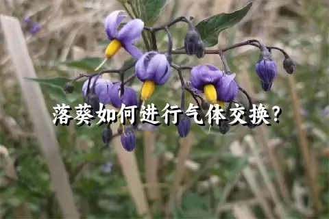 落葵如何进行气体交换？