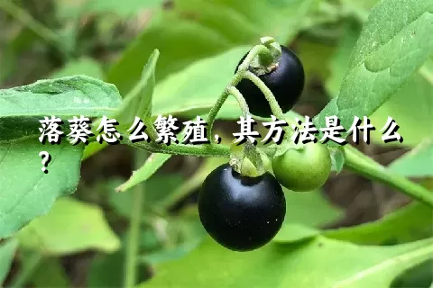 落葵怎么繁殖，其方法是什么？