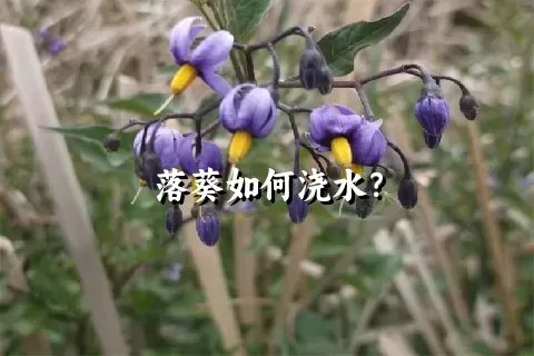 落葵如何浇水？