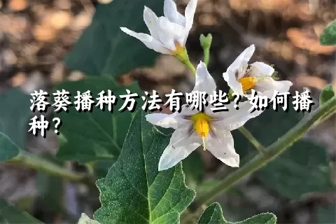 落葵播种方法有哪些？如何播种？