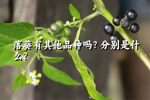 落葵有其他品种吗？分别是什么？