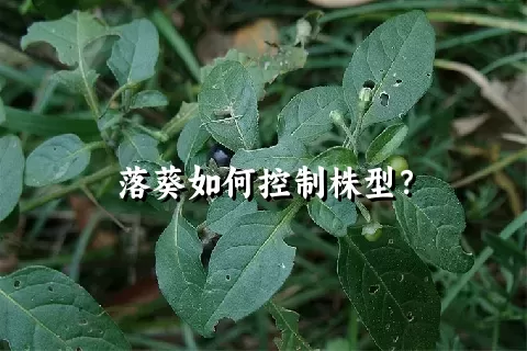 落葵如何控制株型？
