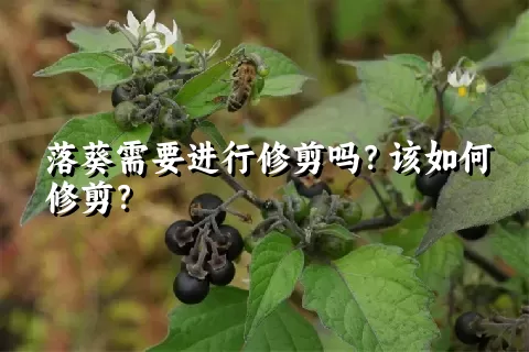 落葵需要进行修剪吗？该如何修剪？