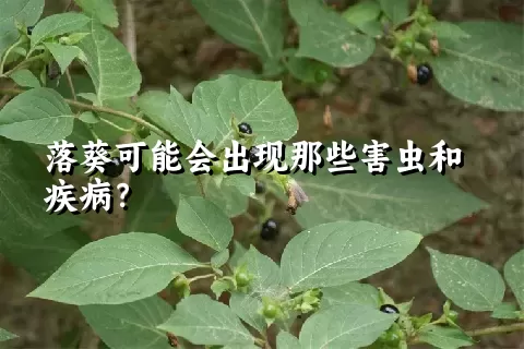 落葵可能会出现那些害虫和疾病？