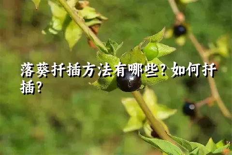 落葵扦插方法有哪些？如何扦插？