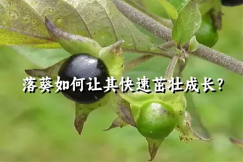 落葵如何让其快速茁壮成长？