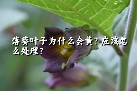 落葵叶子为什么会黄？应该怎么处理？