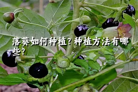 落葵如何种植？种植方法有哪些？