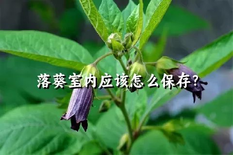 落葵室内应该怎么保存？
