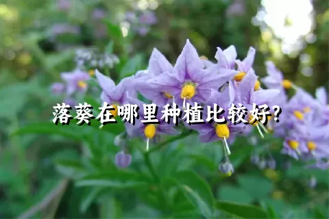 落葵在哪里种植比较好？