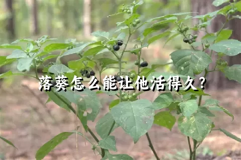 落葵怎么能让他活得久？