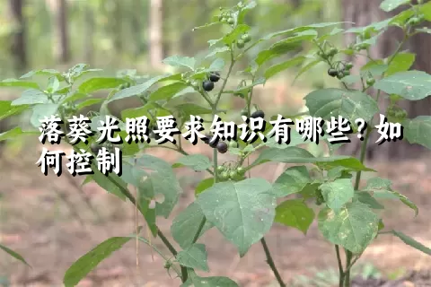 落葵光照要求知识有哪些？如何控制