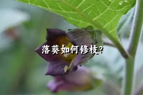 落葵如何修枝？