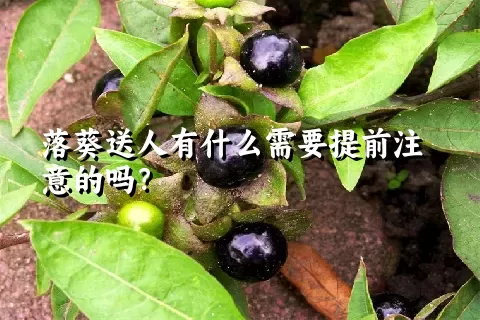 落葵送人有什么需要提前注意的吗？
