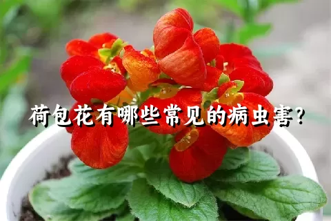 荷包花有哪些常见的病虫害？