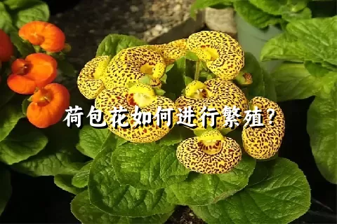 荷包花如何进行繁殖？