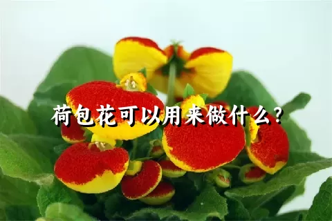 荷包花可以用来做什么？