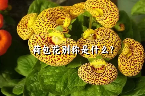 荷包花别称是什么？
