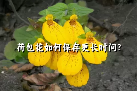 荷包花如何保存更长时间？