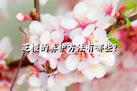 芝樱的养护方法有哪些？
