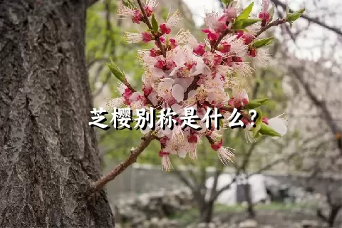 芝樱别称是什么？