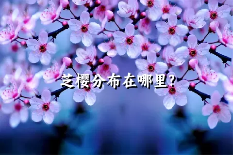 芝樱分布在哪里?