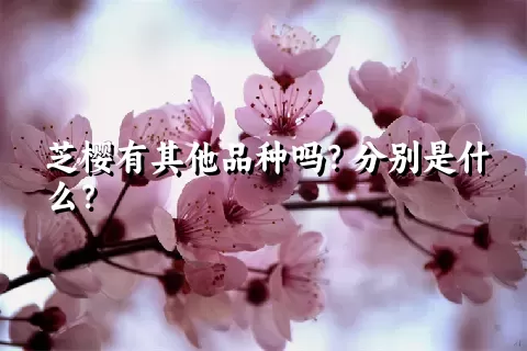 芝樱有其他品种吗？分别是什么？