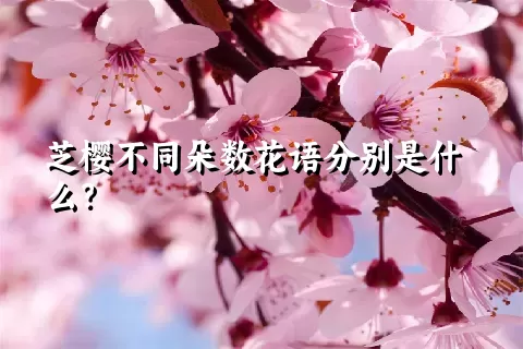 芝樱不同朵数花语分别是什么？
