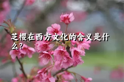 芝樱在西方文化的含义是什么？