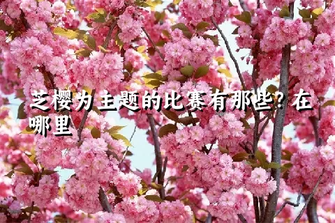 芝樱为主题的比赛有那些？在哪里