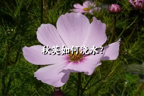 秋英如何浇水？