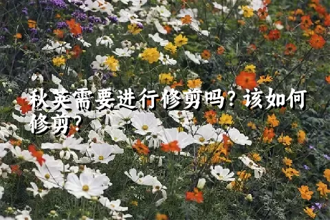 秋英需要进行修剪吗？该如何修剪？
