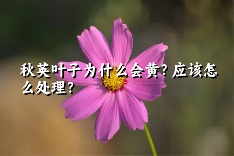 秋英叶子为什么会黄？应该怎么处理？