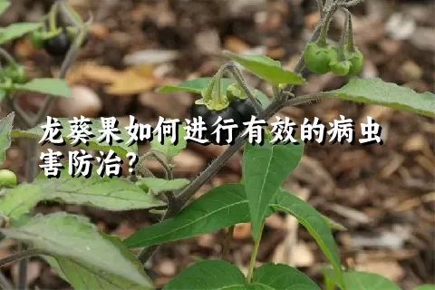 龙葵果如何进行有效的病虫害防治？