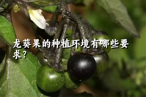 龙葵果的种植环境有哪些要求？