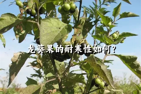 龙葵果的耐寒性如何？