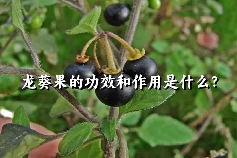 龙葵果的功效和作用是什么？