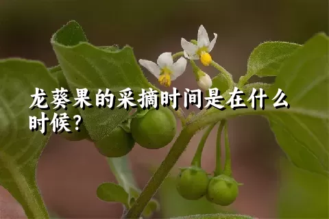 龙葵果的采摘时间是在什么时候？