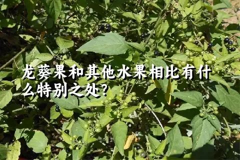 龙葵果和其他水果相比有什么特别之处？