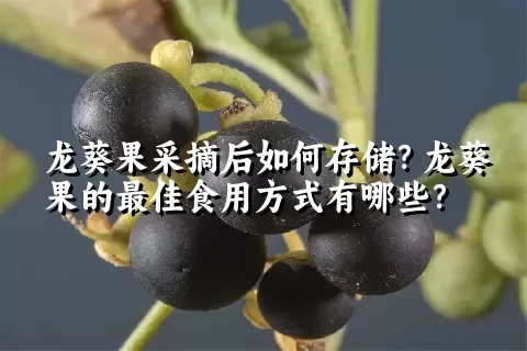 龙葵果采摘后如何存储？龙葵果的最佳食用方式有哪些？