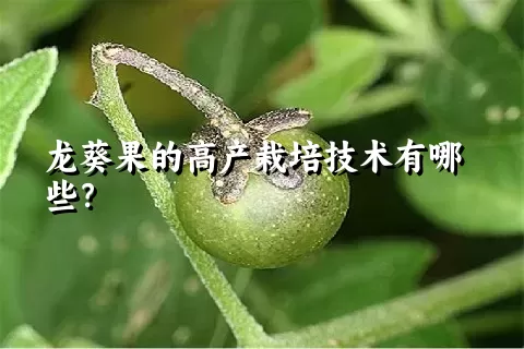 龙葵果的高产栽培技术有哪些？