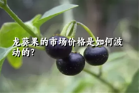龙葵果的市场价格是如何波动的？