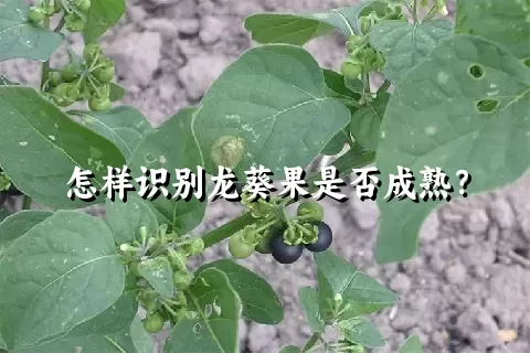 怎样识别龙葵果是否成熟？