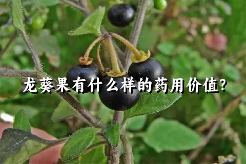 龙葵果有什么样的药用价值？