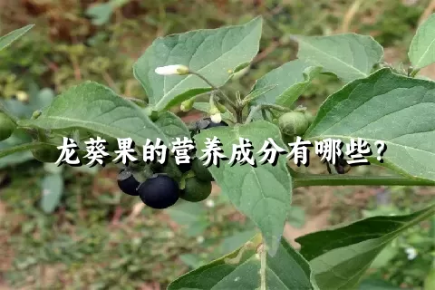 龙葵果的营养成分有哪些？