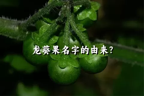 龙葵果名字的由来？