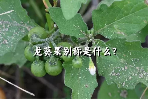 龙葵果别称是什么？